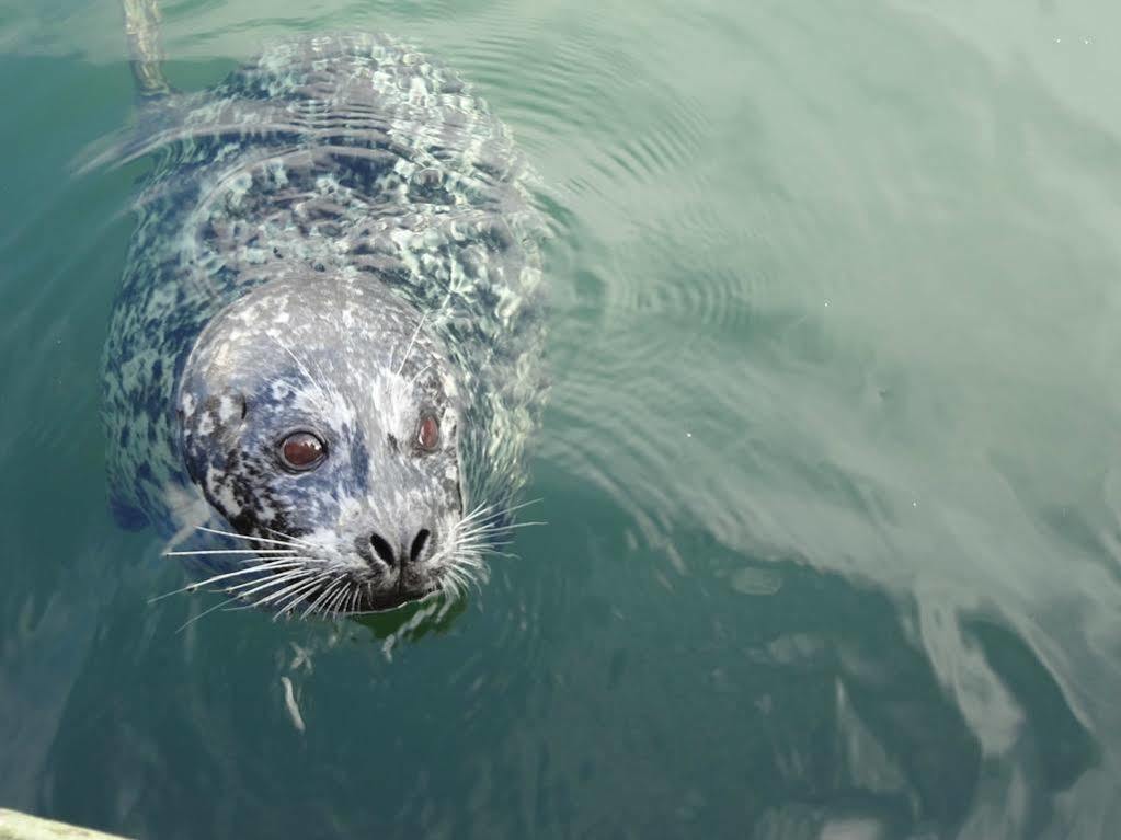 Fisherman'S Wharf Bed & Breakfast ビクトリア エクステリア 写真